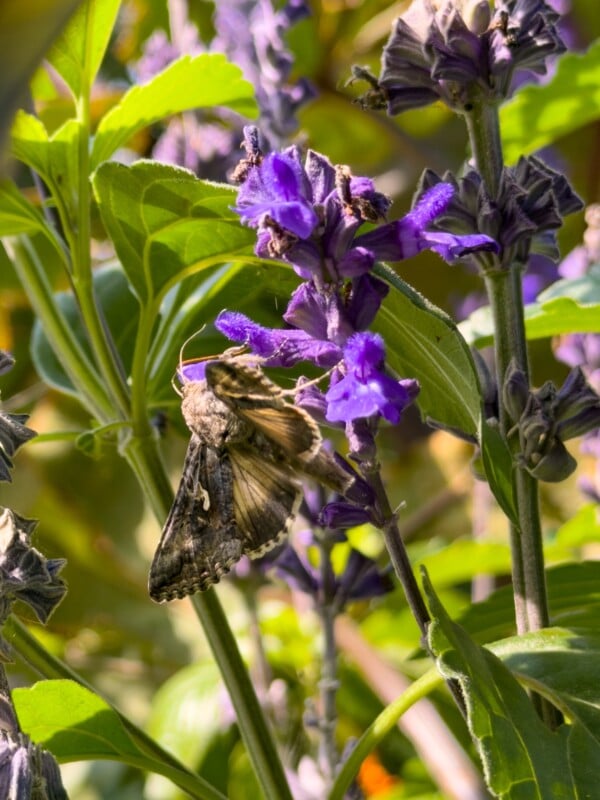 A brown moth feeds on a vibrant purple flower surrounded by green leaves and violet buds in a sunlit garden.