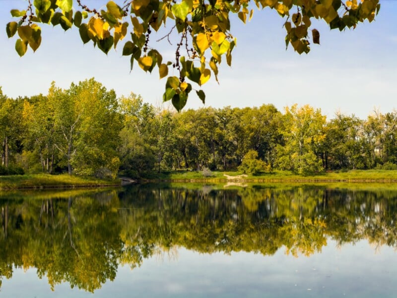 A calm lake reflects green and yellow trees under a clear sky, with leafy branches hanging in the foreground.